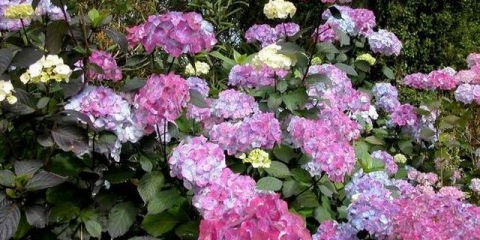 Hydrangea serrata - opis, sadnja i njega